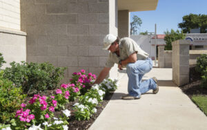 Big Trees Make Your Property Value Grow